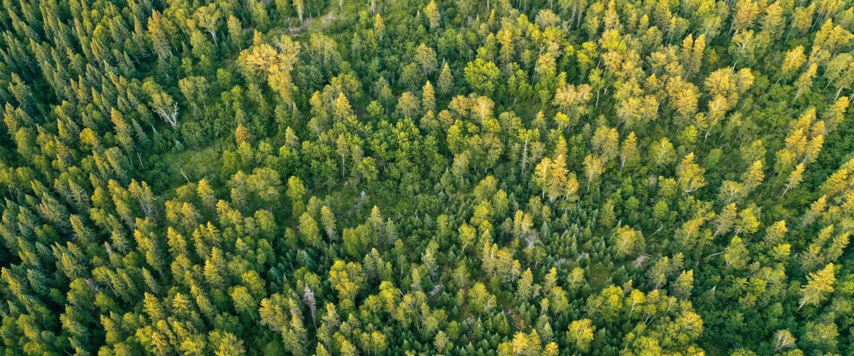 An overhead aerial drone shot of a thick beautiful forest during sunny daytime